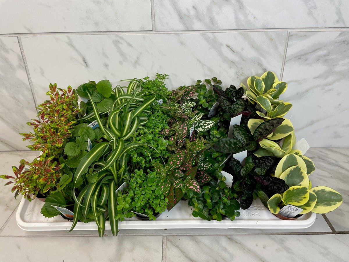The Plant Farm - Full Flat of Regular Assorted Plants in 2" Grower Pot -28 Total Plants