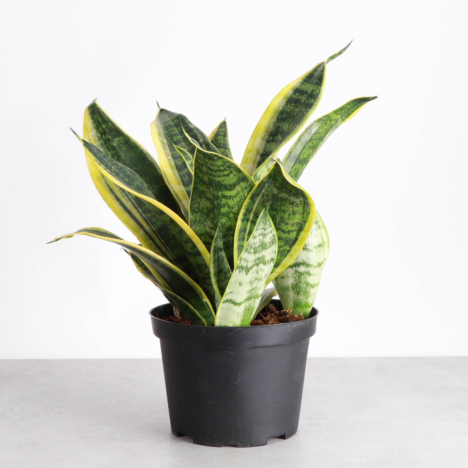 Variegated Laurentii Snake Plant (Dracaena trifasciata)
