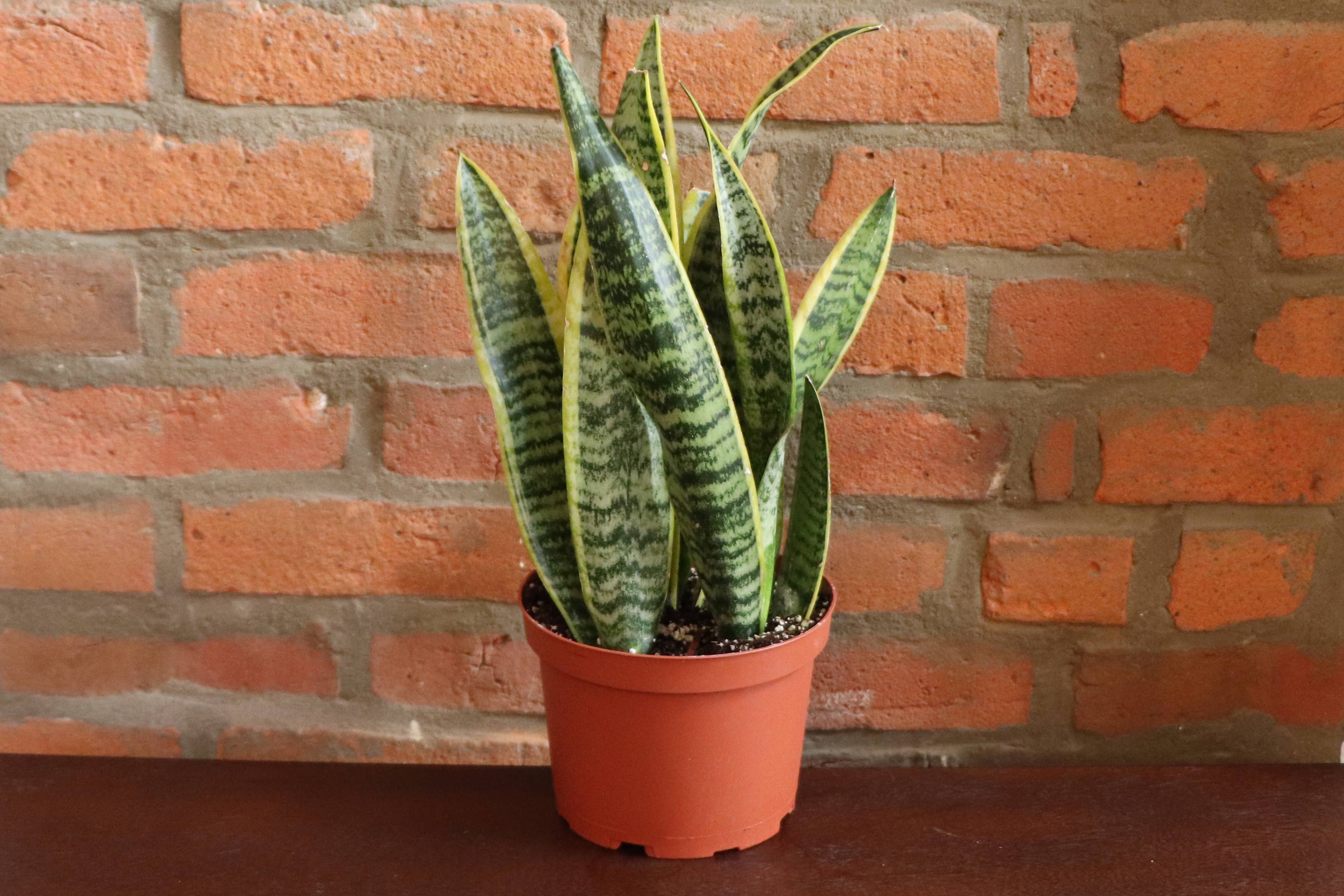 Variegated Laurentii Snake Plant (Dracaena trifasciata)