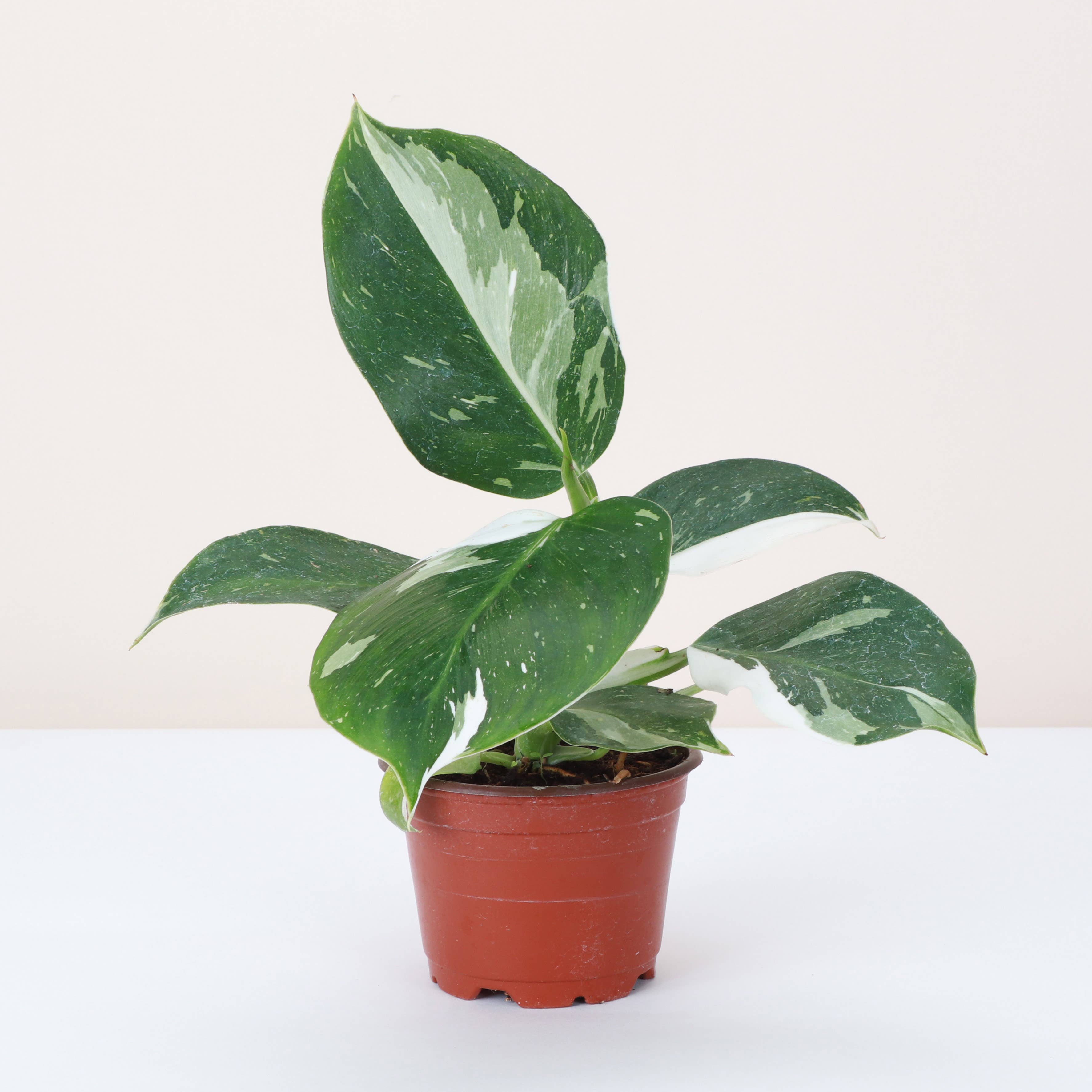 Philodendron White Wizard 4&quot; Rare Plant (Philodendron erubescens)