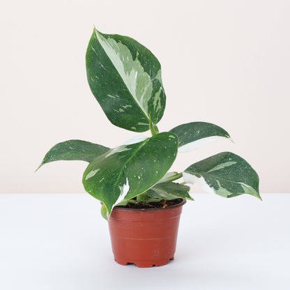 Philodendron White Wizard 4&quot; Rare Plant (Philodendron erubescens)