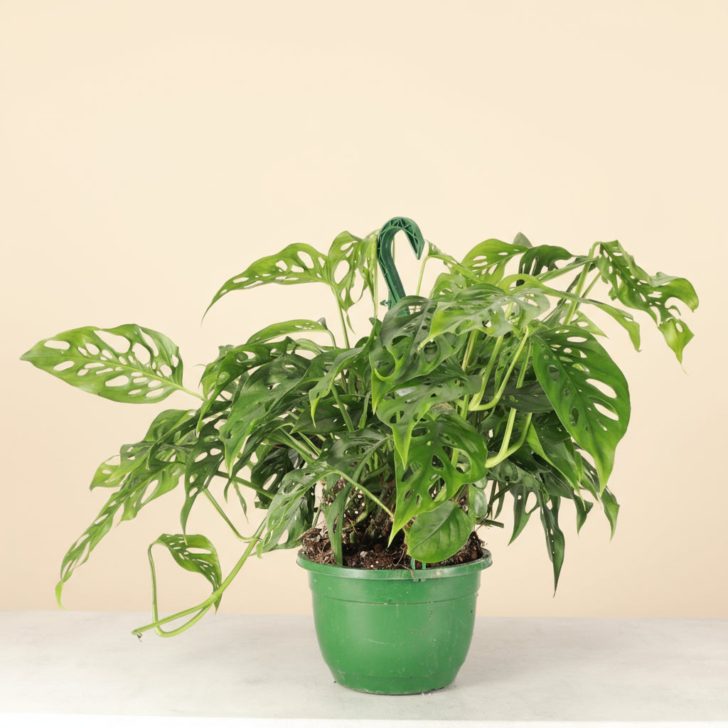Monstera Adansonii. Swiss Cheese Hanging Basket 8" Live Plant