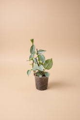 The Silver Sword Philodendron (Philodendron hastatum) features sleek, silver-blue leaves and grows quickly with the support of a trellis or moss pole. 