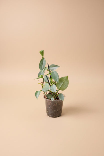 The Silver Sword Philodendron (Philodendron hastatum) features sleek, silver-blue leaves and grows quickly with the support of a trellis or moss pole. 