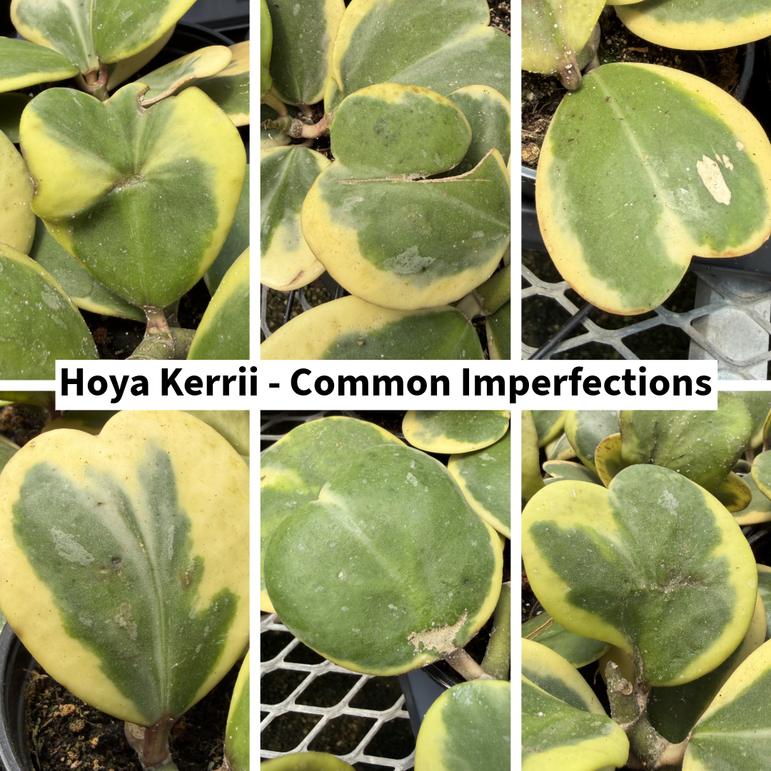 Variegated Hoya Kerrii Albo Rare Plant