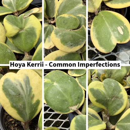 Variegated Hoya Kerrii Albo Rare Plant
