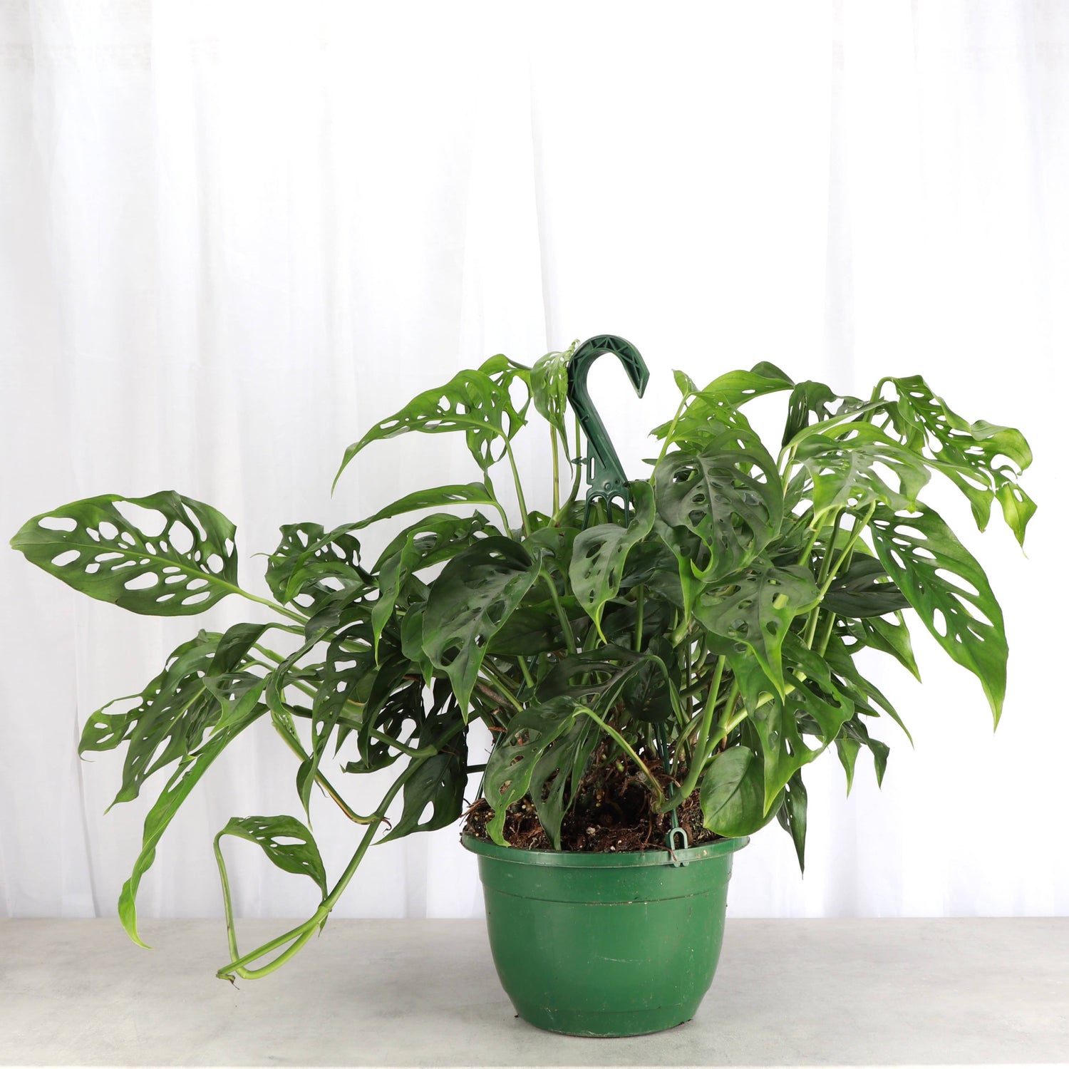 Monstera Adansonii. Swiss Cheese Hanging Basket 8" Live Plant