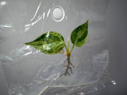 OrchidBox - Philodendron Hederaceum Oxycardium variegata TC
