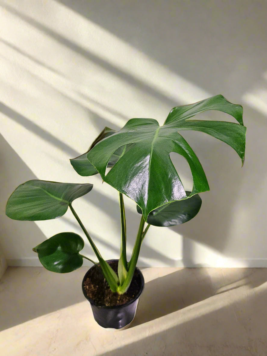 The Monstera Deliciosa, known as the Swiss Cheese Plant, features large, glossy, split leaves that add a tropical vibe to any space. Easy to care for, it thrives in medium to bright indirect light. Perfect for beginners and experienced plant parents, this iconic beauty also purifies the air and elevates your home decor.