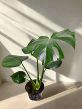 monstera deliciosa pet friendly Monstera Deliciosa Plant – Jungle Relics