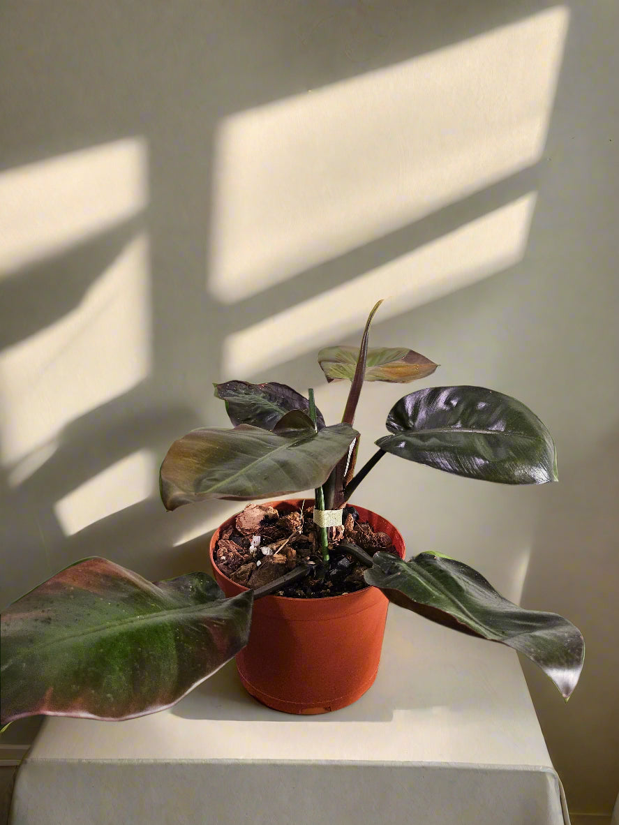philodendron black cardinal uk Philodendron 'Black Cardinal' Rare Plant (Philodendron erubescens) – Jungle Relics