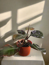 philodendron erubescens black cardinal Philodendron 'Black Cardinal' Rare Plant (Philodendron erubescens) – Jungle Relics