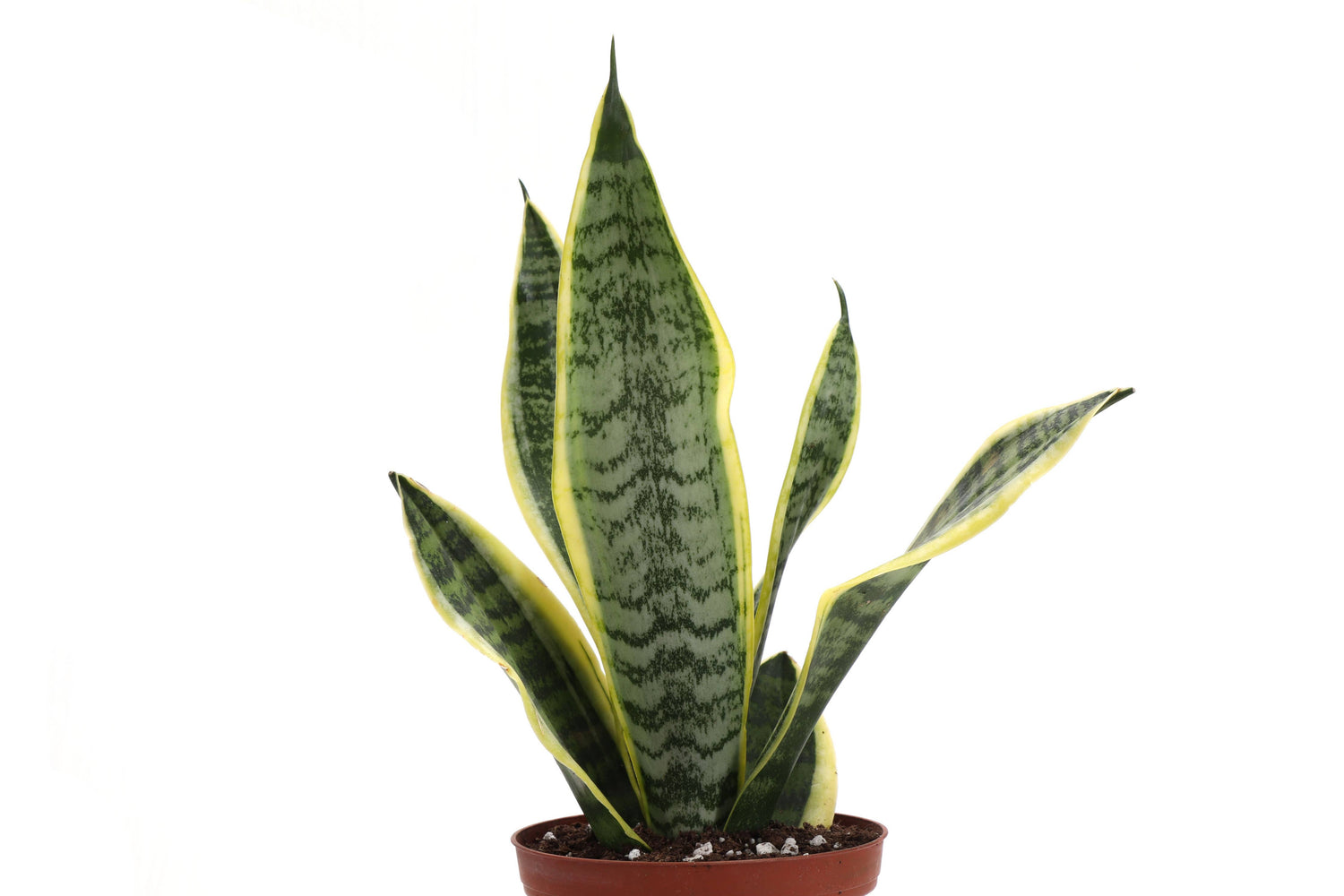 Variegated Laurentii Snake Plant (Dracaena trifasciata)