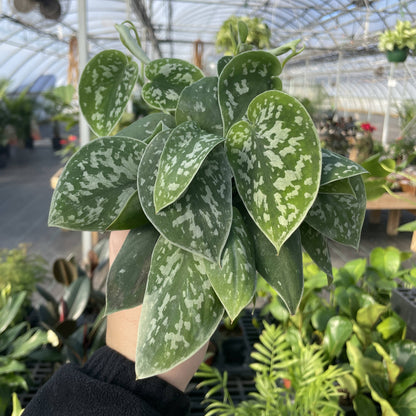 Thorsen&