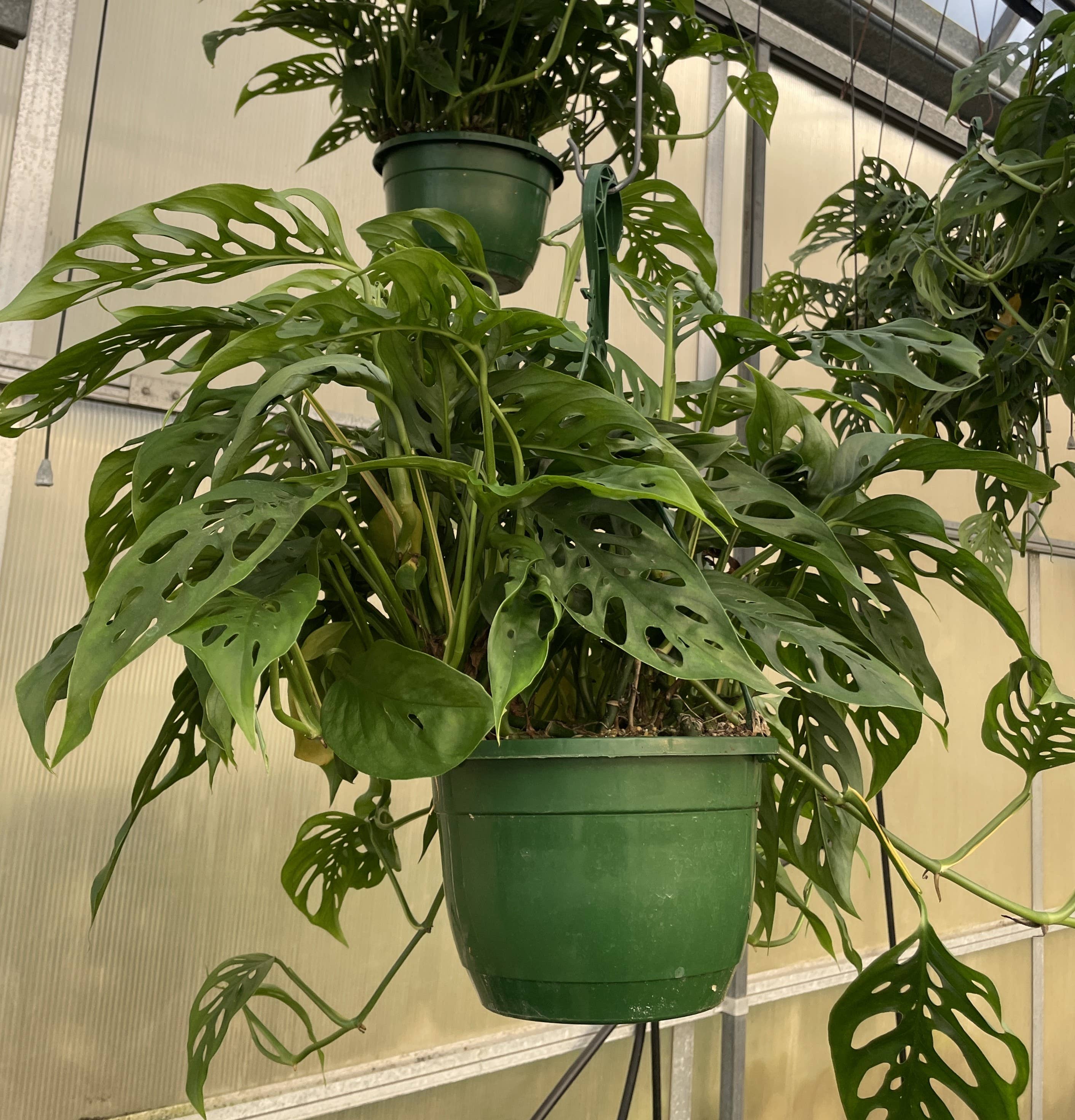 Monstera Adansonii. Swiss Cheese Hanging Basket 8" Live Plant