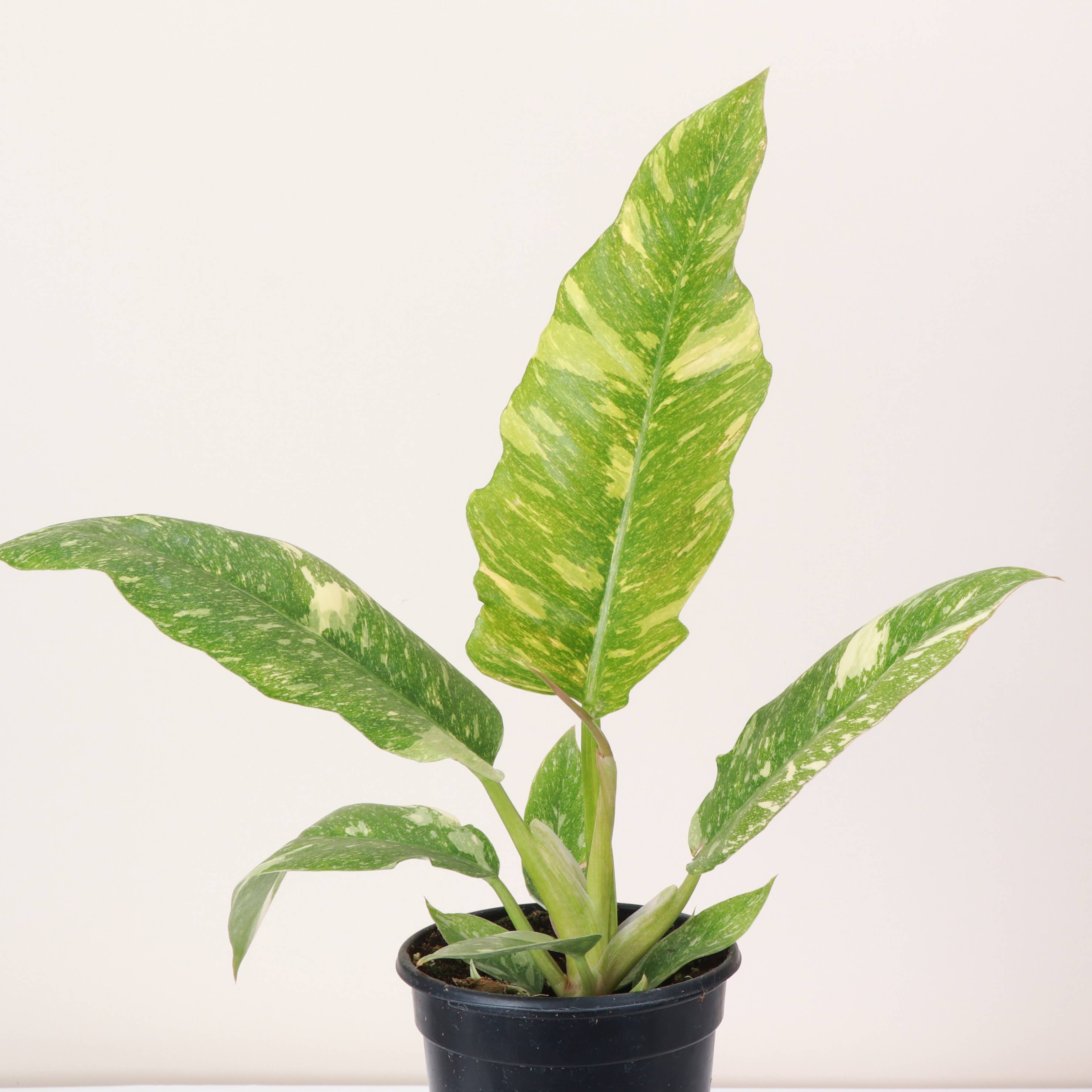 Ring of Fire Philodendron Rare Plant (Philodendron bipinnatifidum x selloum)
