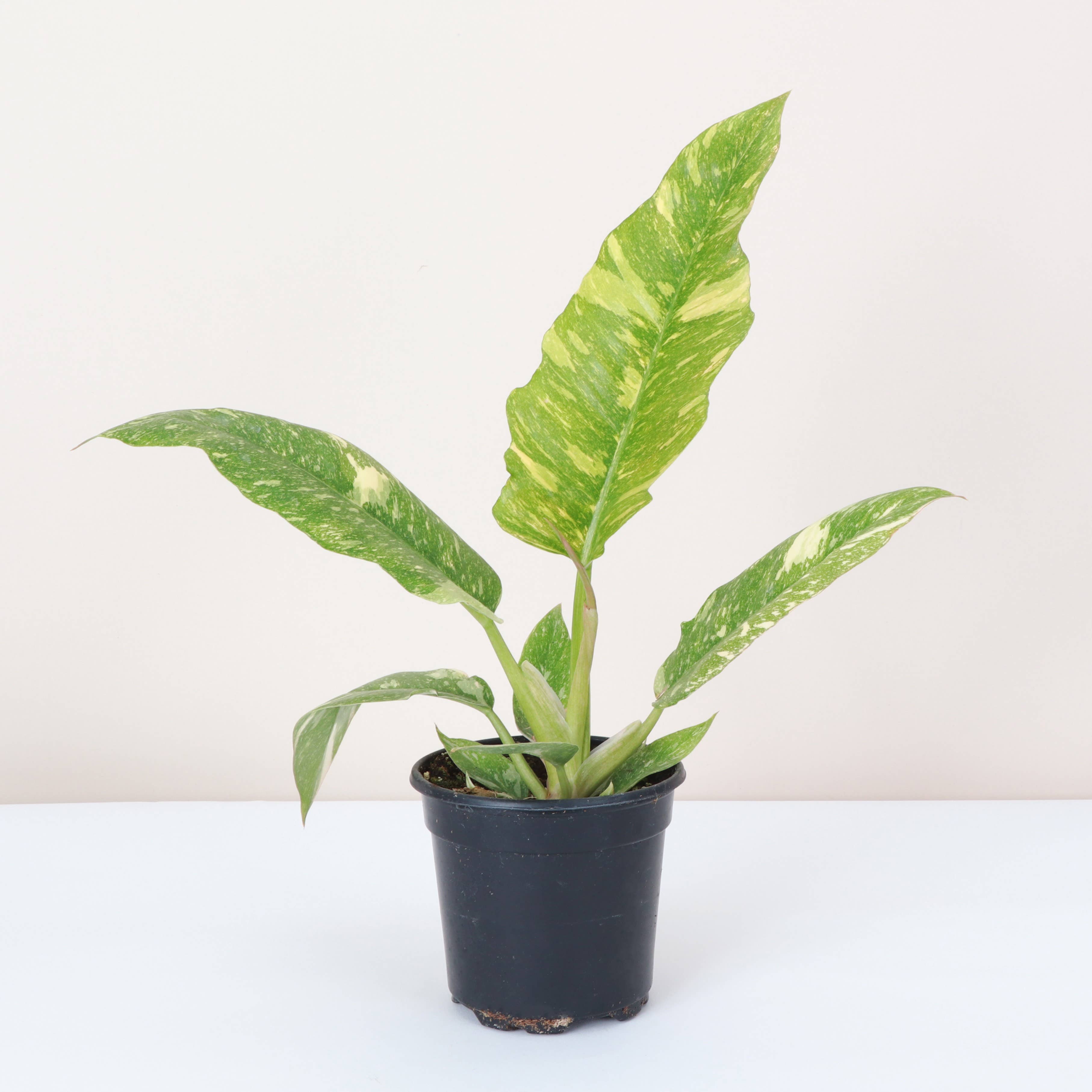 Ring of Fire Philodendron Rare Plant (Philodendron bipinnatifidum x selloum)