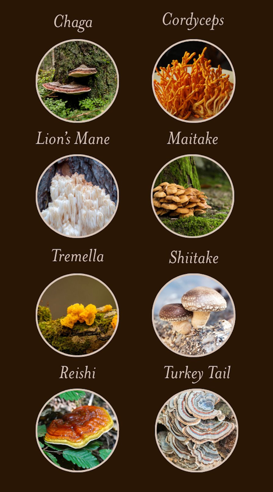 Dr. KellFire 8 Mushroom Tincture features Lion’s Mane, Reishi, Chaga, Cordyceps, and more to support balance, clarity, and daily wellness.