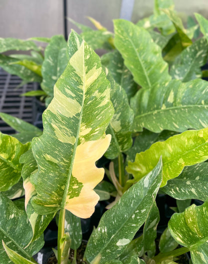 Ring of Fire Philodendron Rare Plant (Philodendron bipinnatifidum x selloum)