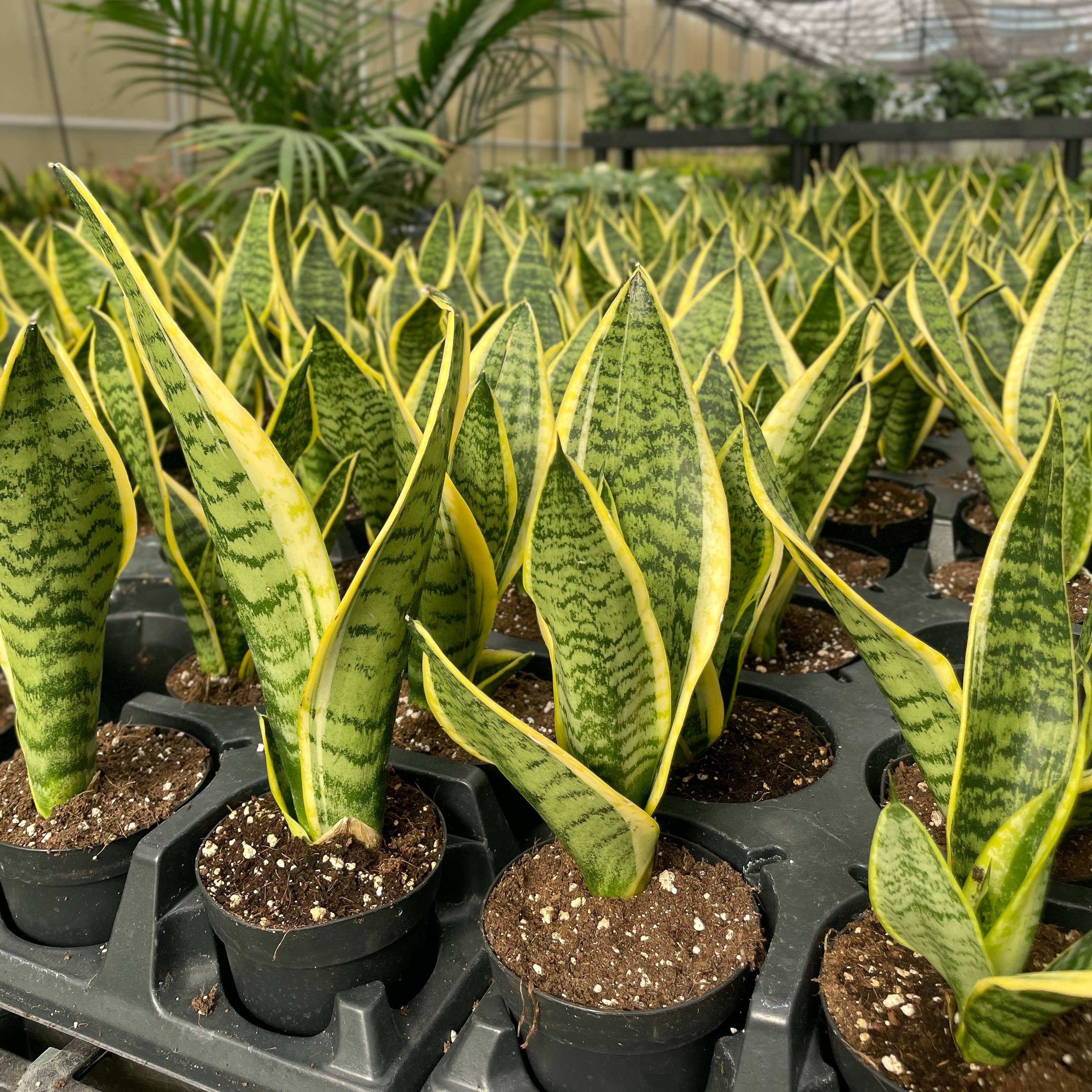 Variegated Laurentii Snake Plant (Dracaena trifasciata)