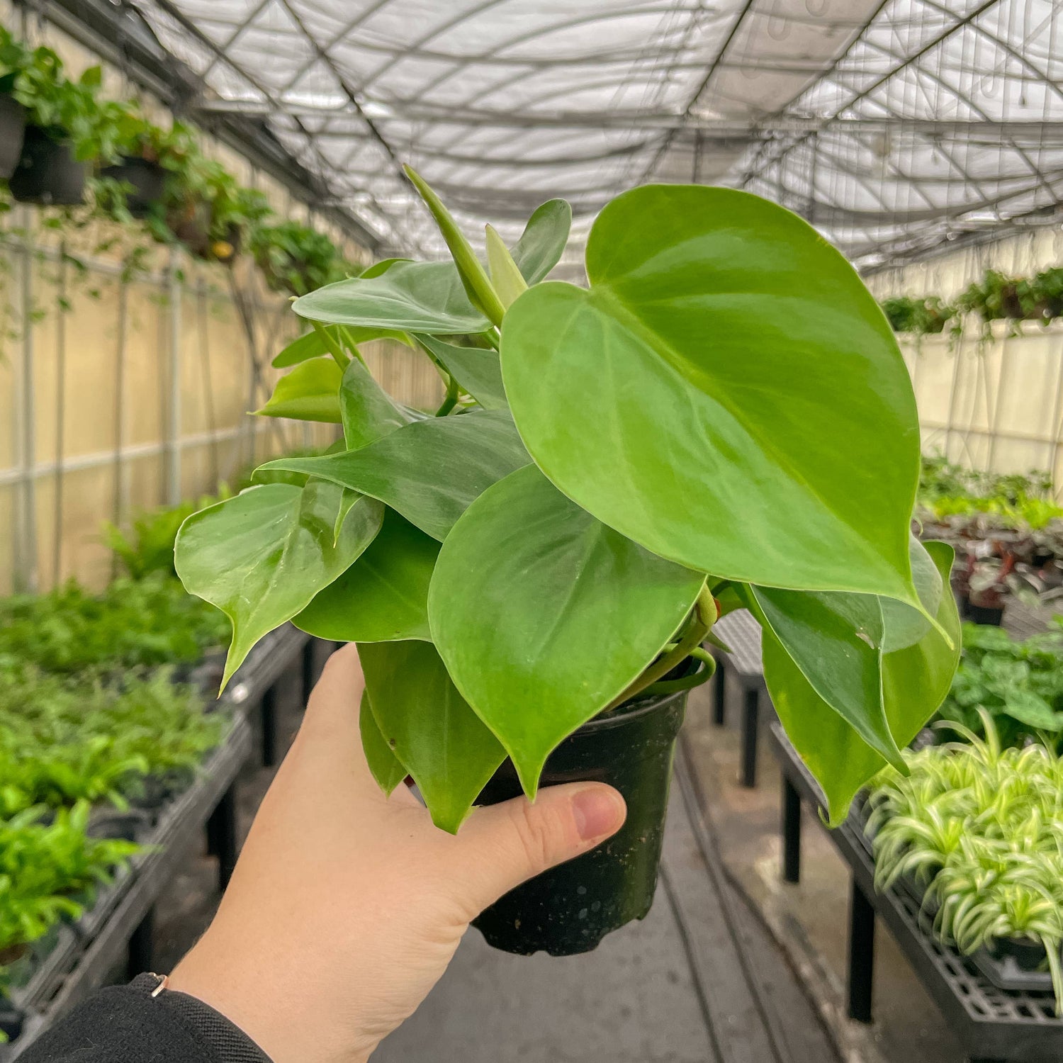 Heartleaf Philodendron 3&quot; Plant (Philodendron hederaceum)