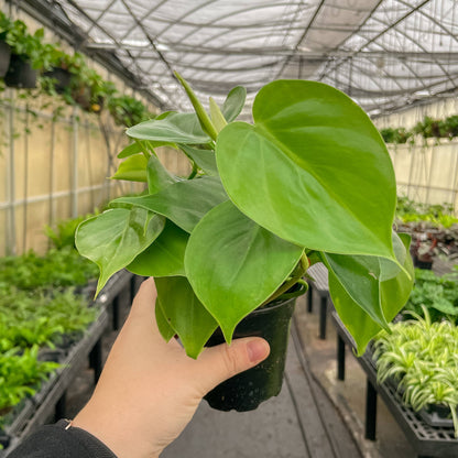 Heartleaf Philodendron 3&quot; Plant (Philodendron hederaceum)