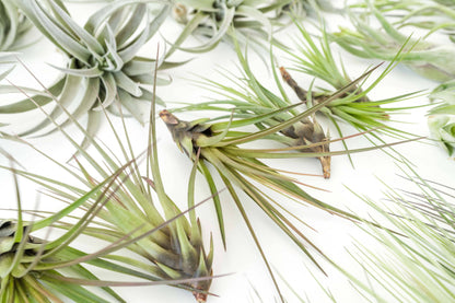 Juncea, Tillandsia Air Plants