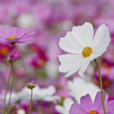 Seed Sensation Cosmos seeds with pink, purple, and white blooms. Easy-to-grow cottage garden flowers that attract bees and butterflies all summer.