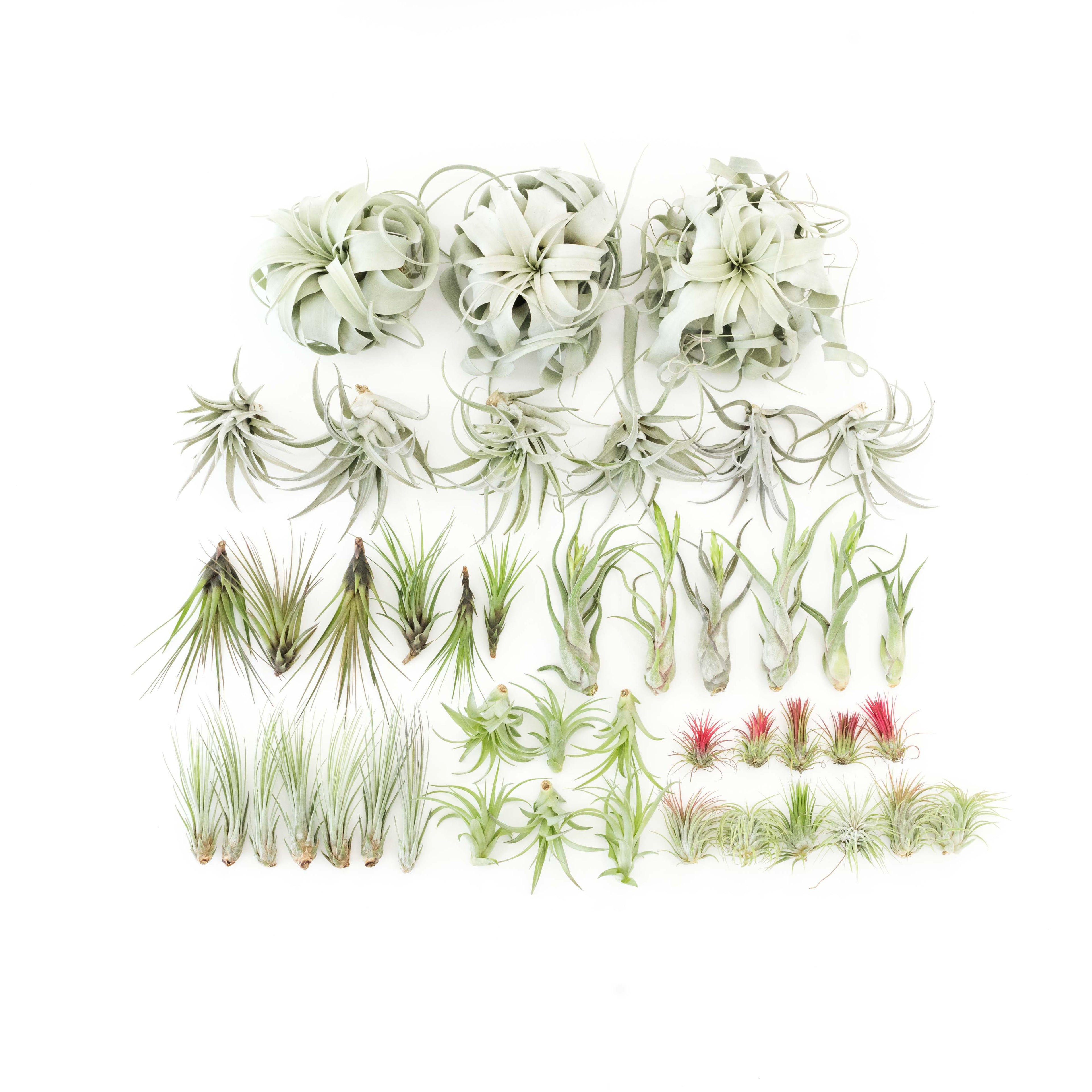 Juncea, Tillandsia Air Plants