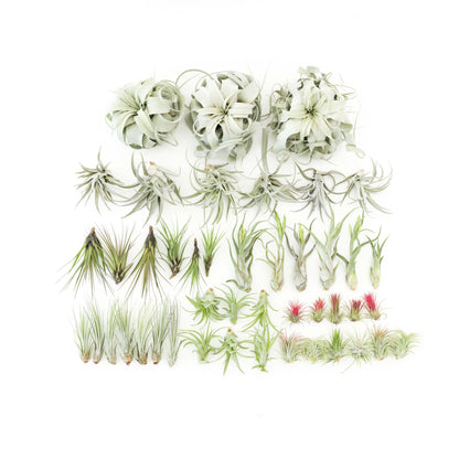 Juncea, Tillandsia Air Plants