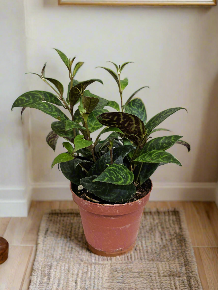 Aeschynanthus longicaulis &