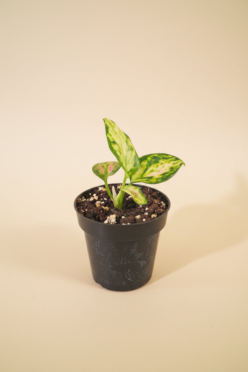 Vibrant Aglaonema ‘Red Zircon’ with bold red foliage. Easy-care, low-light Chinese Evergreen perfect for adding color and tropical style to any indoor space.