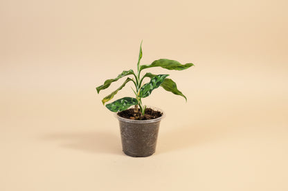Aglaonema pictum Tricolor is a rare tropical aroid with camouflage-patterned leaves. A collector plant with striking foliage for elevated indoor styling.
