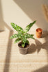 Aglaonema pictum Tricolor is a rare tropical aroid with camouflage-patterned leaves. A collector plant with striking foliage for elevated indoor styling.