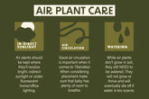 Air Plant Care