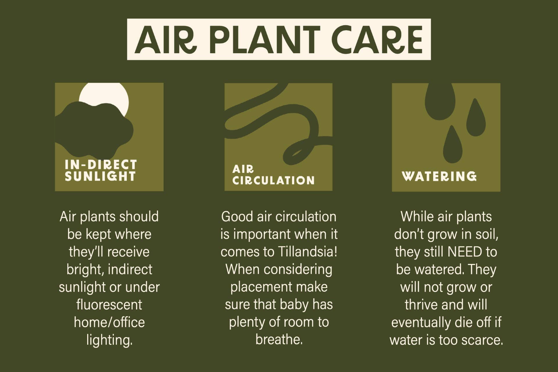 Air Plant Care
