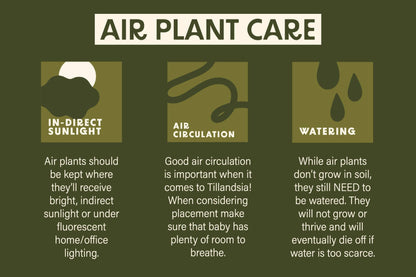 Air Plant Care