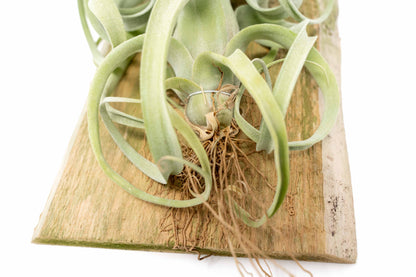 Tillandsia Curly Slim Hybrid Air Plant 