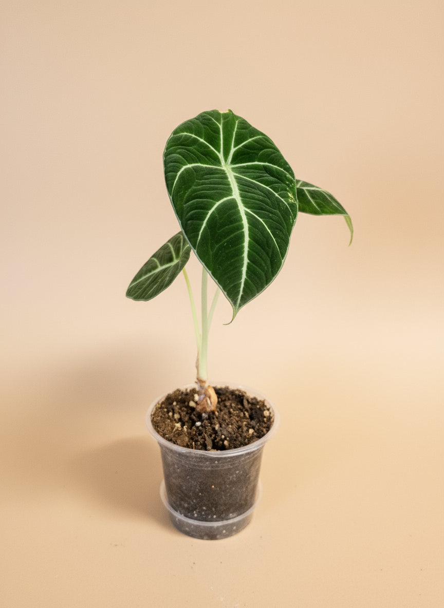 Striking Alocasia Black Velvet with velvety dark leaves and silver veins. A rare, compact jewel perfect for collectors seeking bold elegance.