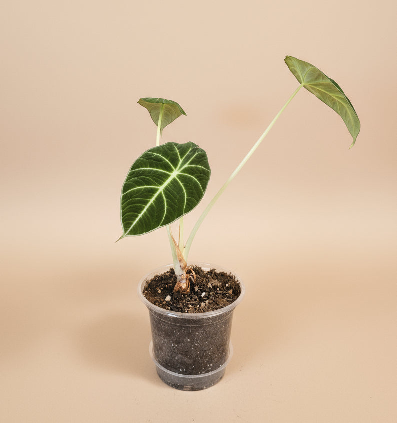 Striking Alocasia Black Velvet with velvety dark leaves and silver veins. A rare, compact jewel perfect for collectors seeking bold elegance.
