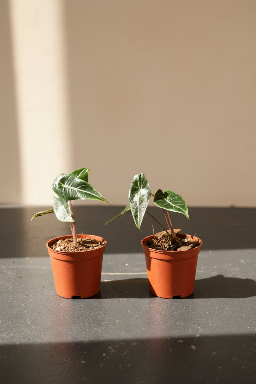 Alocasia Dragon’s Tooth features serrated, tooth-like leaves and bold veins. A dramatic tropical aroid that thrives in bright, indirect light and humidity.