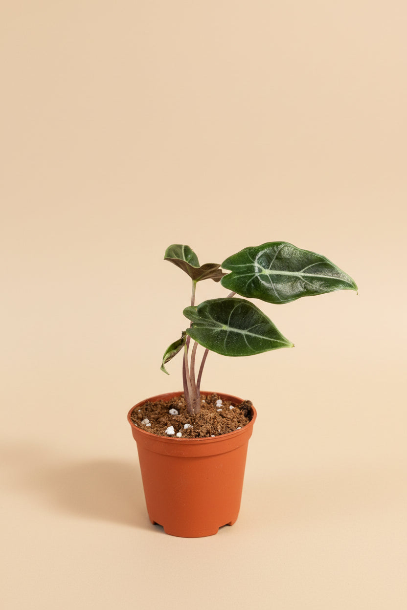Alocasia Dragon’s Tooth features serrated, tooth-like leaves and bold veins. A dramatic tropical aroid that thrives in bright, indirect light and humidity.