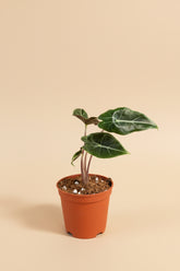 Alocasia Dragon’s Tooth features serrated, tooth-like leaves and bold veins. A dramatic tropical aroid that thrives in bright, indirect light and humidity.