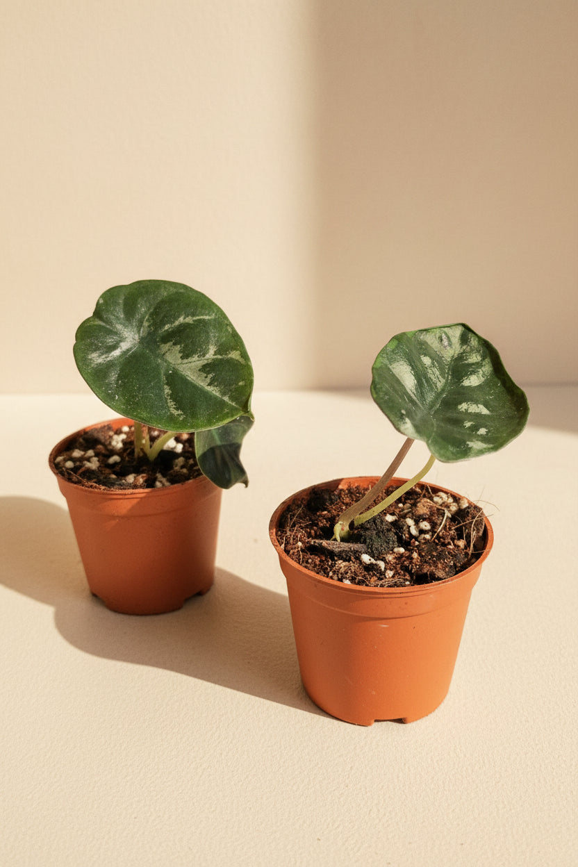 Alocasia Infernalis Kapit features near-black, velvety leaves with a metallic sheen. A rare, moody aroid that thrives in bright, indirect light and humidity.
