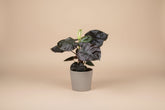 Alocasia Infernalis Kapit features near-black, velvety leaves with a metallic sheen. A rare, moody aroid that thrives in bright, indirect light and humidity.