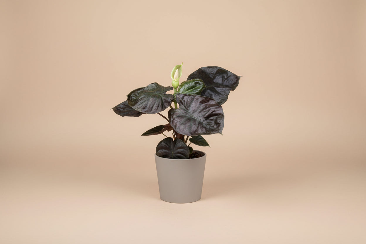 Alocasia Infernalis Kapit features near-black, velvety leaves with a metallic sheen. A rare, moody aroid that thrives in bright, indirect light and humidity.