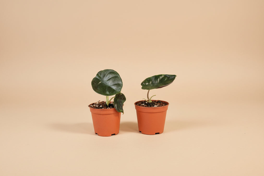 Alocasia Infernalis Kapit features near-black, velvety leaves with a metallic sheen. A rare, moody aroid that thrives in bright, indirect light and humidity.