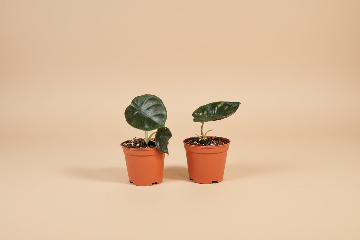 Alocasia Infernalis Kapit features near-black, velvety leaves with a metallic sheen. A rare, moody aroid that thrives in bright, indirect light and humidity.