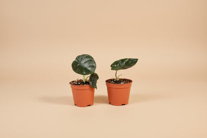 Alocasia Infernalis Kapit features near-black, velvety leaves with a metallic sheen. A rare, moody aroid that thrives in bright, indirect light and humidity.