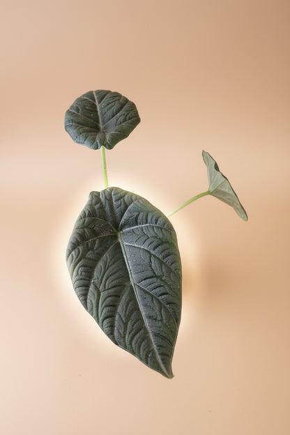Rare Alocasia Maharani with thick, textured grey-green leaves and dragon-scale detail. A compact, sculptural houseplant prized by collectors.